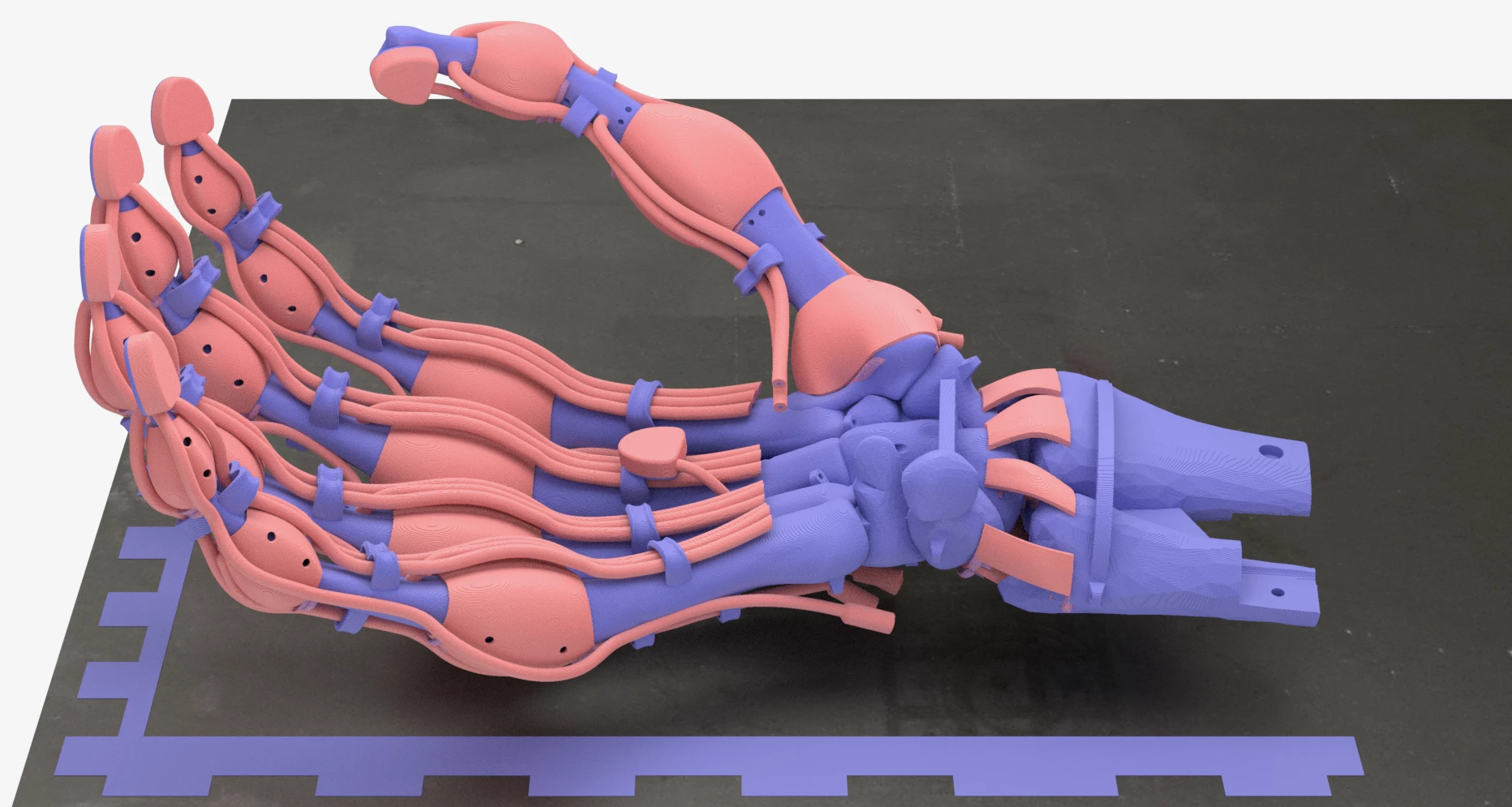 A 3D computer model of the hand, showing its different color-coded materials