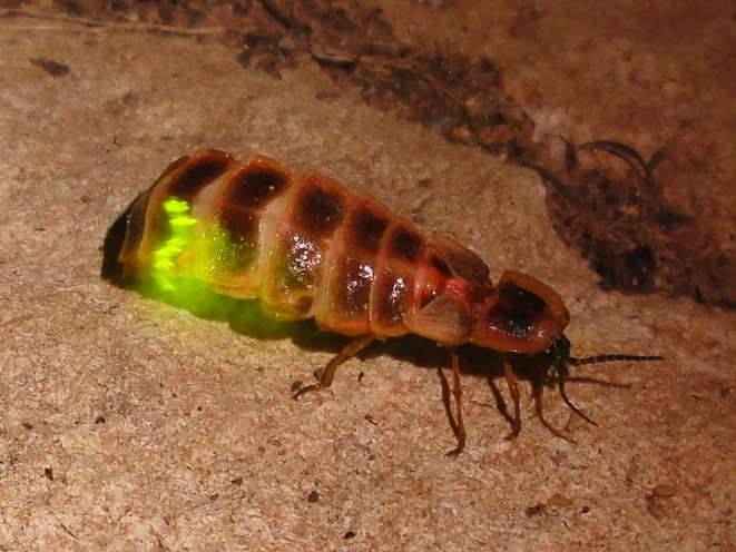 The enzyme that allows fireflies to glow could be used to monitor the effectiveness of an anti-blood-clotting medication (Photo: Nevit Dilmen)