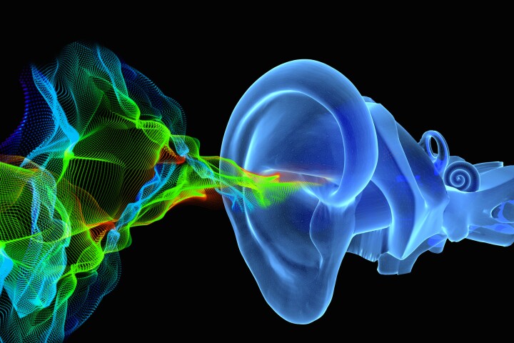 Scientists have detailed a structure in the inner ear that facilitates hearing, for the first time