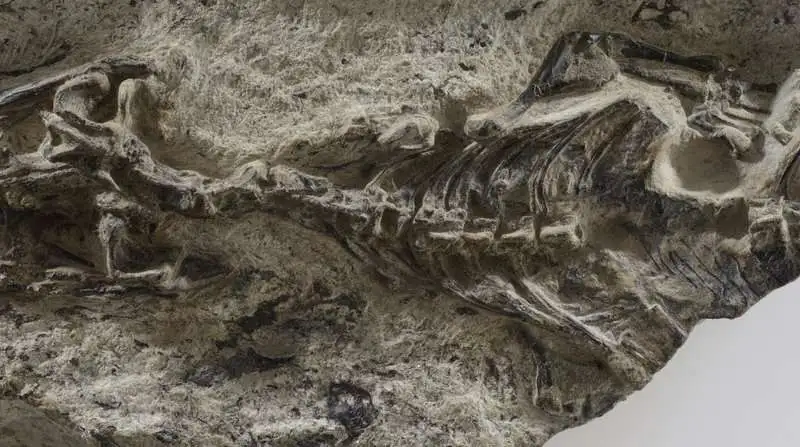 The fossil of a 240-million-year-old lizard, the oldest known to man, was preserved in rock from the Dolomites in Italy