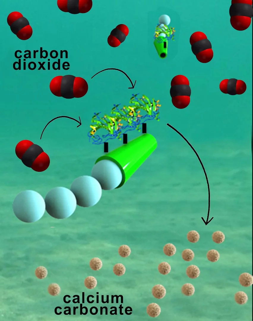 Nanomotors quickly move through water, removing carbon dioxide as they go