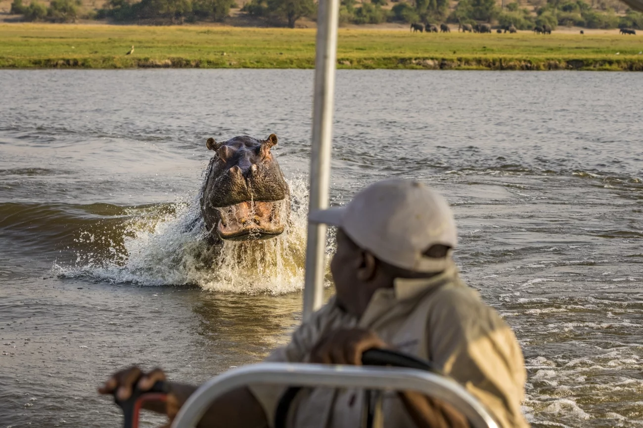 3rd Place - Journeys & Adventures. Surprise Visit. Chobe River, Namibia.