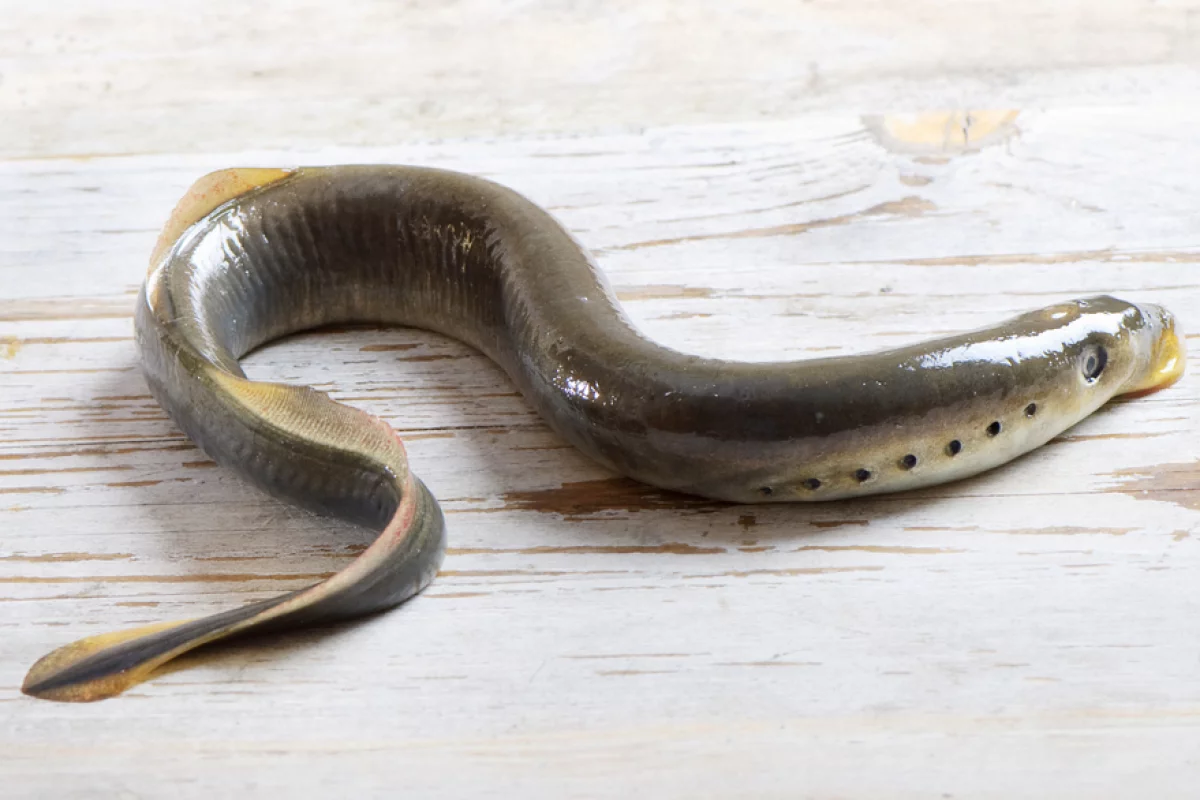 U.K. and U.S. researchers are developing a tiny disease detecting robot based on the sea lamprey (Image: Shutterstock)