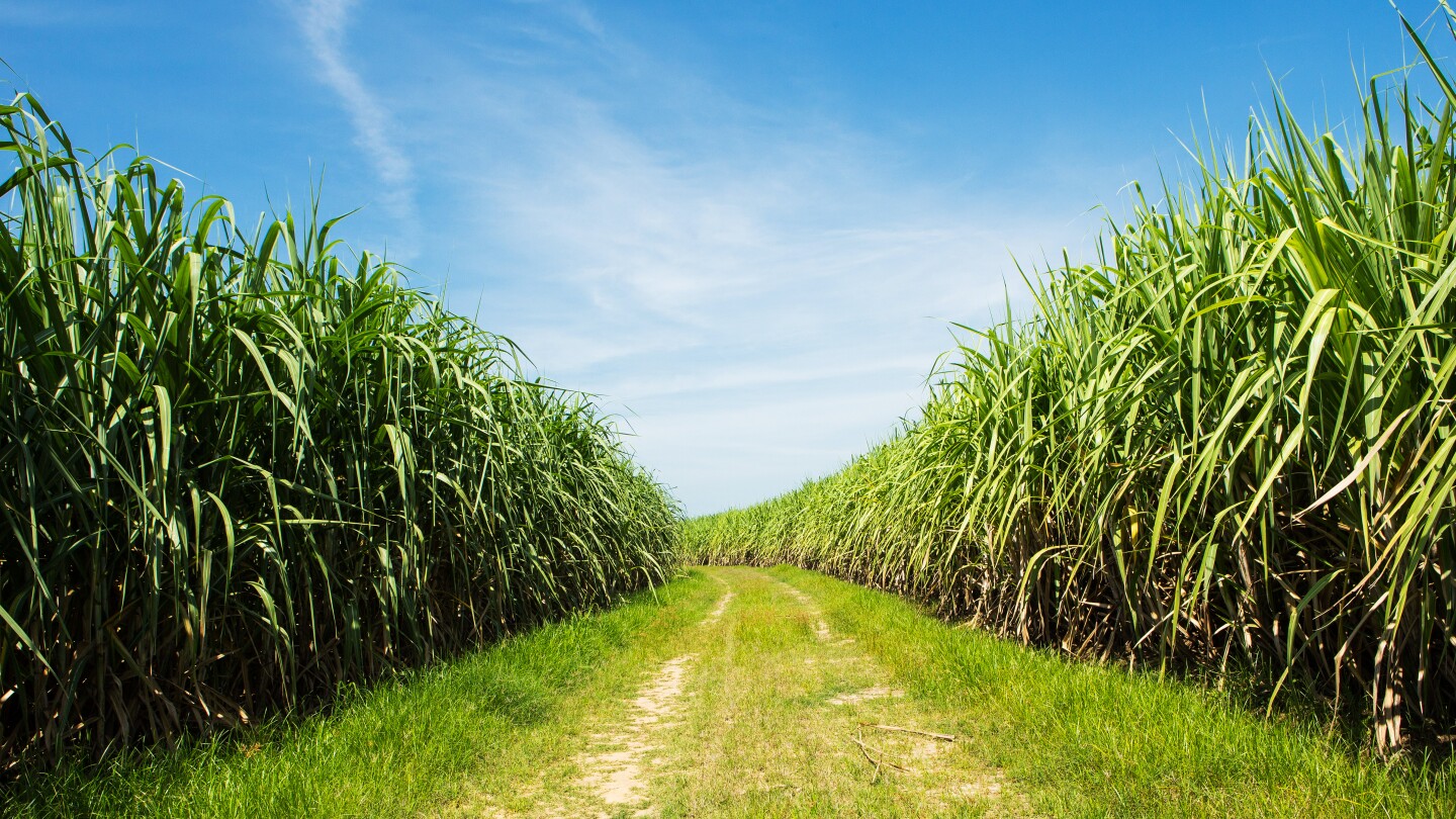 Biofuel-friendly sugarcane has all the sugar and more oil