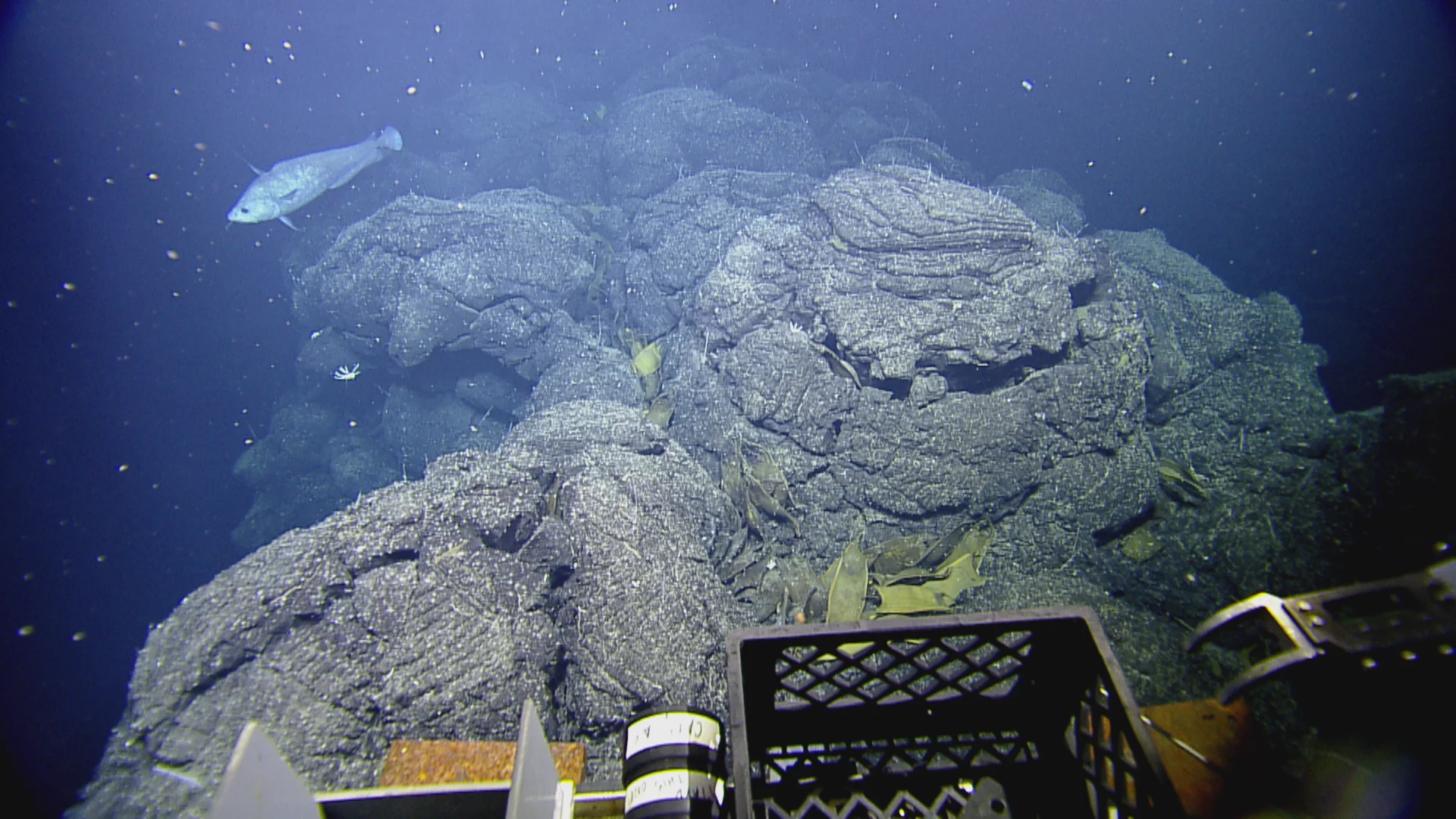 Skate egg-cases scattered around deep-sea hydrothermal vent (Framegrab from the Remotely operated underwater vehicle)