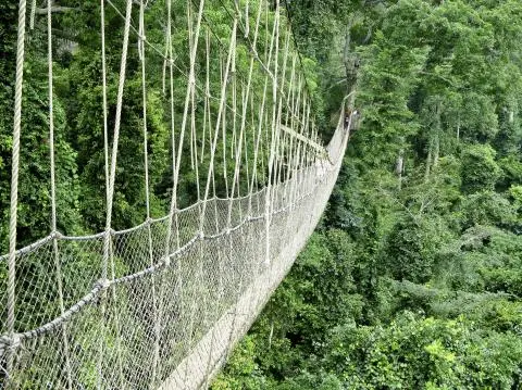 The Biodiversity Nest will lie in the middle of two bridges spanning across 16 meters (52 feet) in both directions