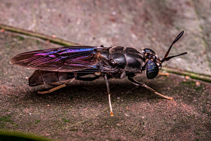 A black soldier fly of the species Hermetia illucens – the type proposed for genetic engineering to become waste-processing biofactories