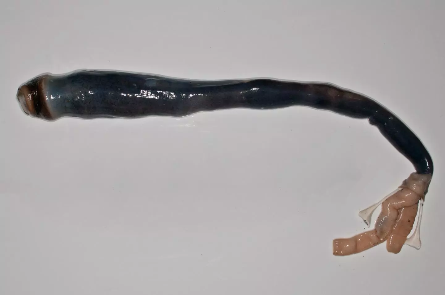 This is the first time that scientists have found live specimens of the mud-burrowing giant shipworm (removed from its shell in this picture), which thrives on a gas toxic to most living creatures