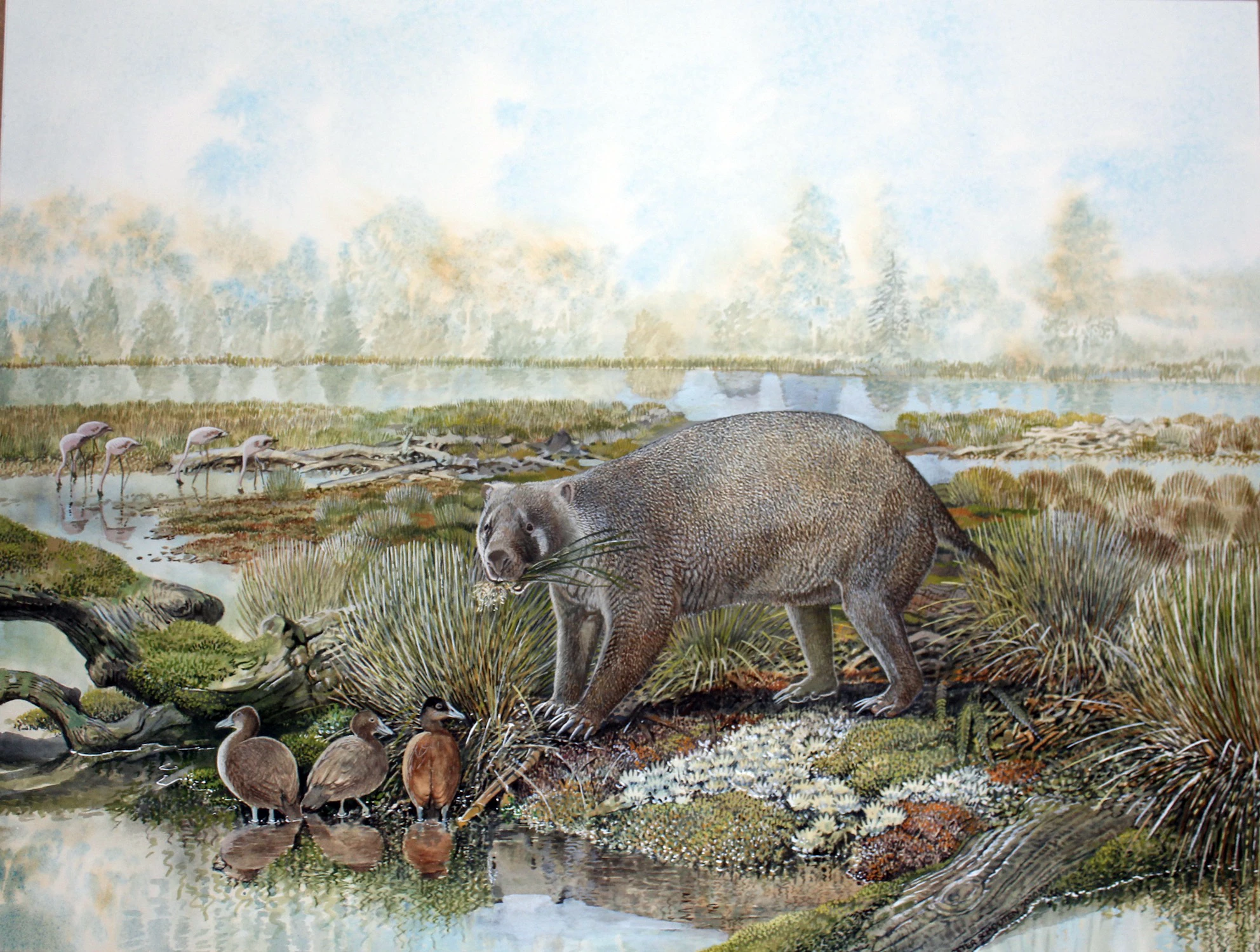 Mukupirna nambensis was over four times the size of a modern wombat