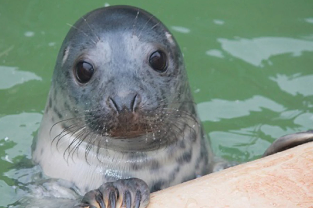 New research shows that the sound emitted by fish tags can make them more likely to become dinner for grey seals (Photo: University of St Andrews)