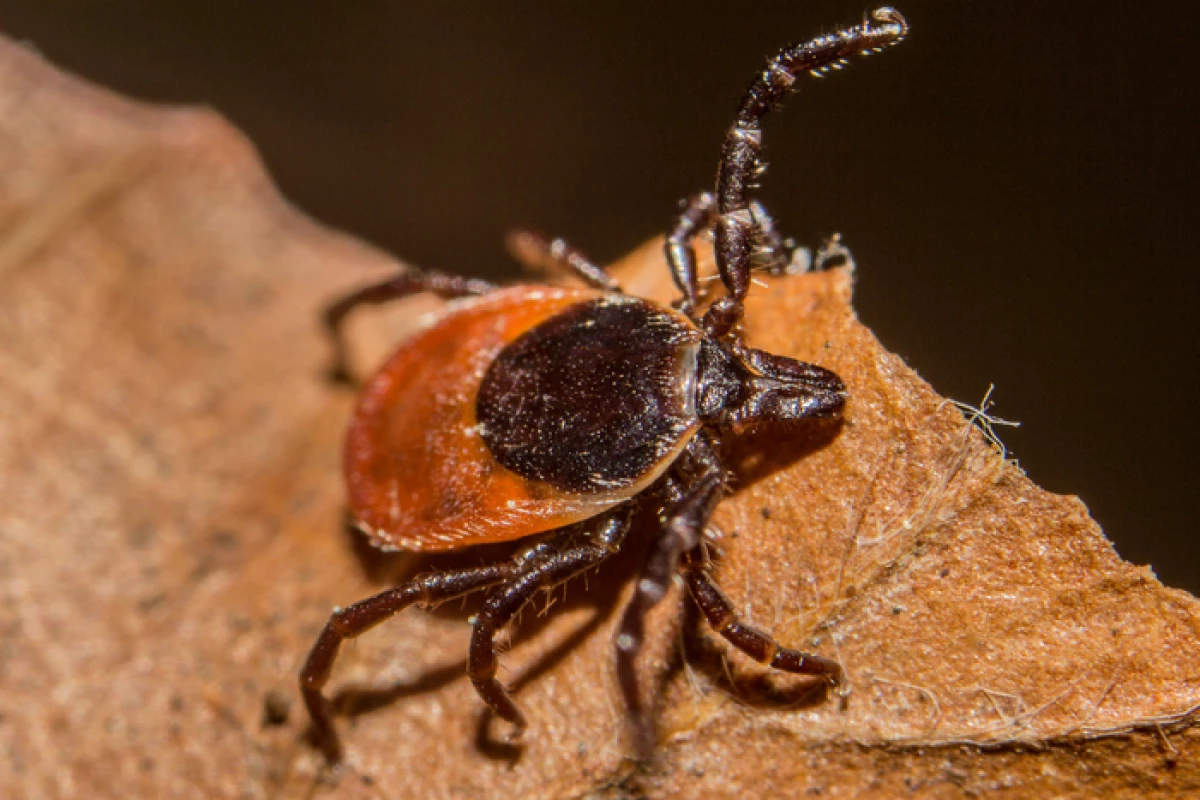 Lyme disease is caused by bites from infected ticks, and a new antibody discovery may lead to tests that detect it earlier