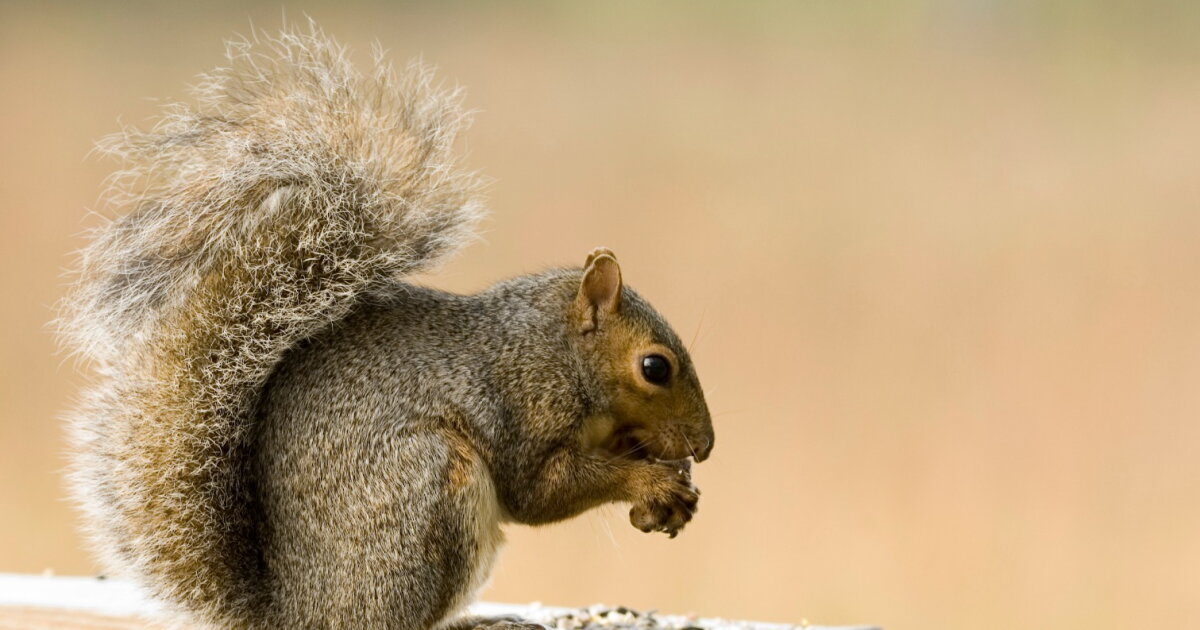 Problem Solving Squirrel Squirrels remember problem-solving techniques two years on