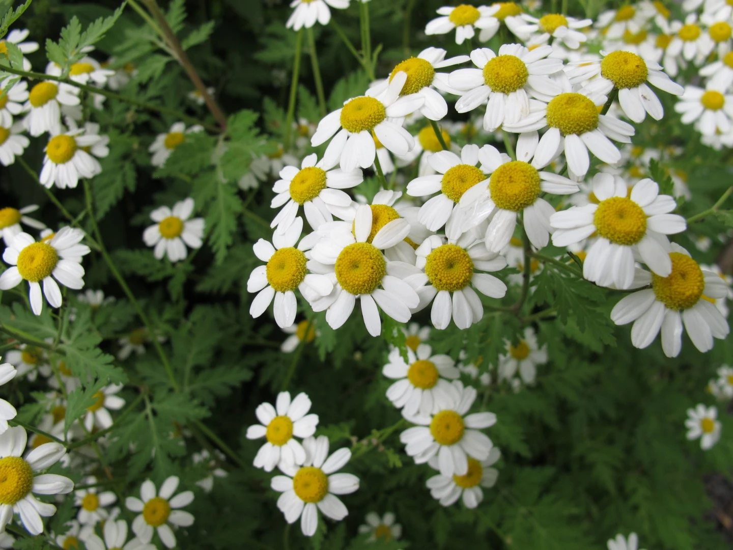 The common flower Feverfew has been found to host an anti-cancer compound