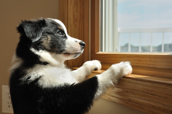 How worried is that dog in the window? A brain map might be able to show you