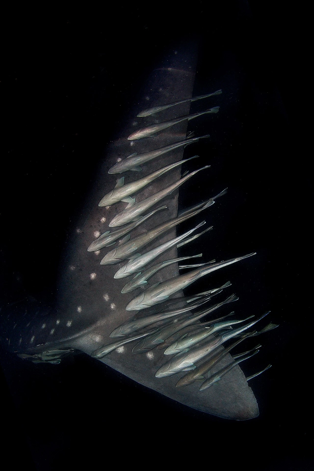 Special Mention - Wildscape and Animals in Habitat. Uber Underwater, Triton Bay, West Papua, Indonesia
