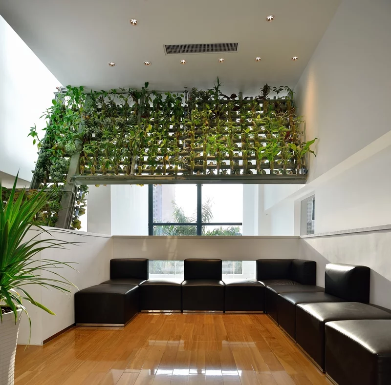 In the TYJ offices, the plants benefit from afternoon sunlight