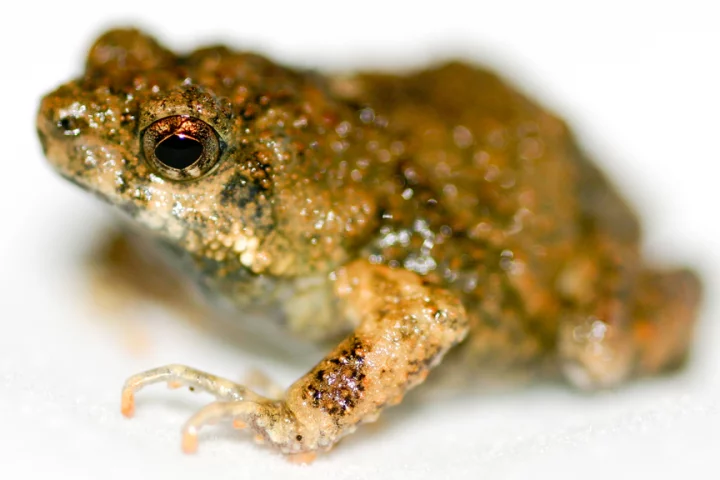 The artificial photosynthetic material design was inspired by the foam nests of the semi-tropical Tungara frog (Image: Brian Gratwicke via Flickr)