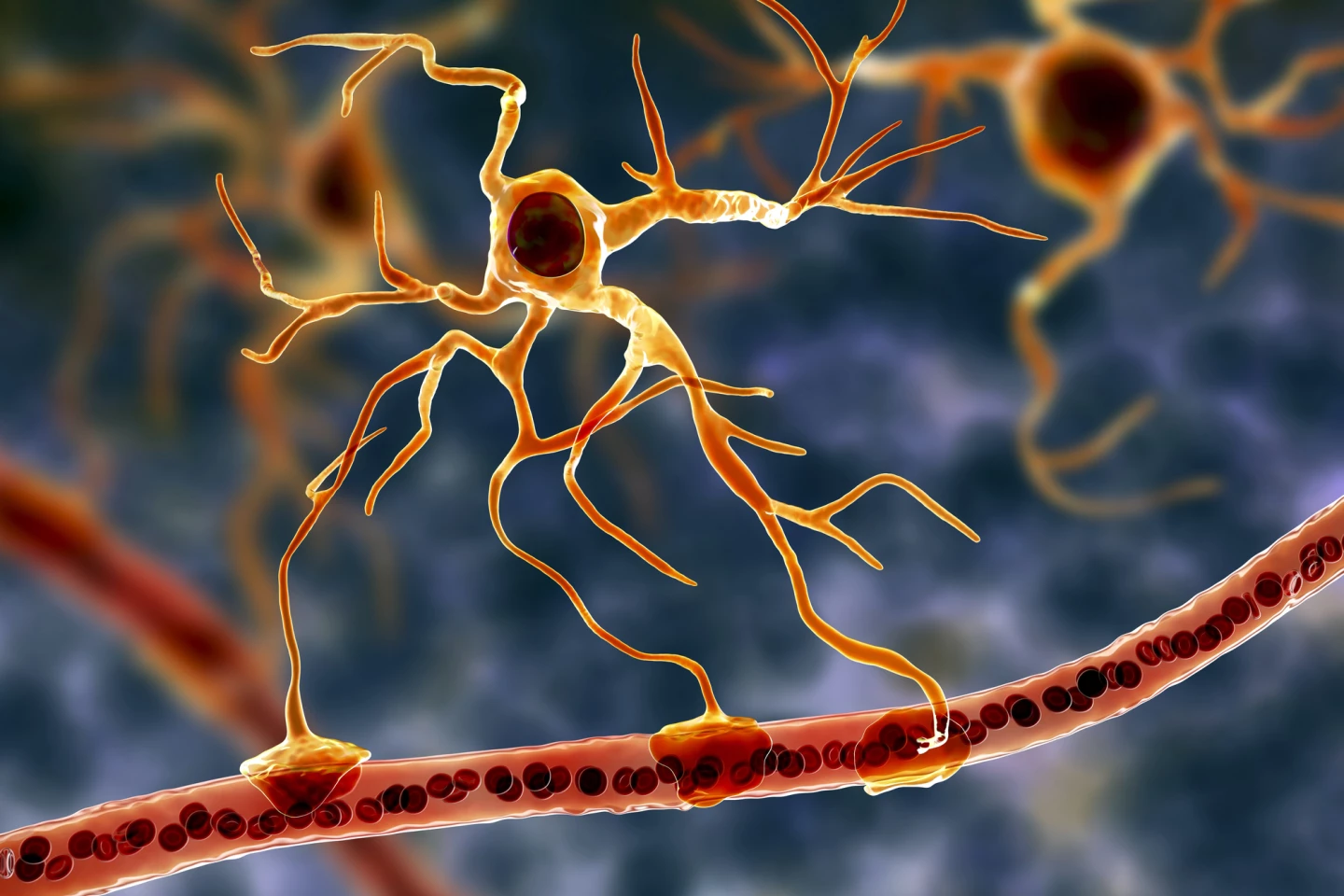 The star-shaped astrocyte is quickly becoming known for its role in memory