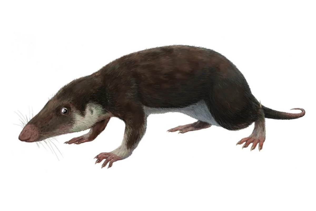 The last common ancestor of all modern mammals likely looked like this recreation of a fossil animal, Morganucodon, which lived about 200 million years ago
