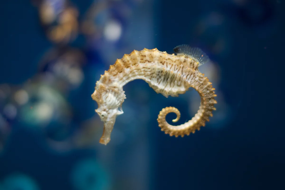 Seahorse tails are prehensile, like a monkey's (Photo: shellac)