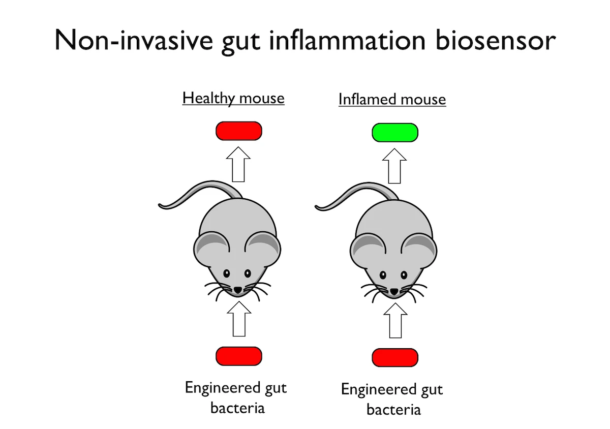 Engineered E. coli could be used to diagnose colon inflammation in mice by color-coding their poop
