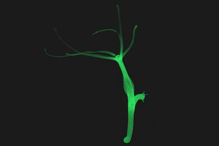 Dorian Gray move aside, scientists have discovered that the immortal hydra polyp might help produce advanced rejuvenation therapies for humans (Photo: CAU/Fraune)