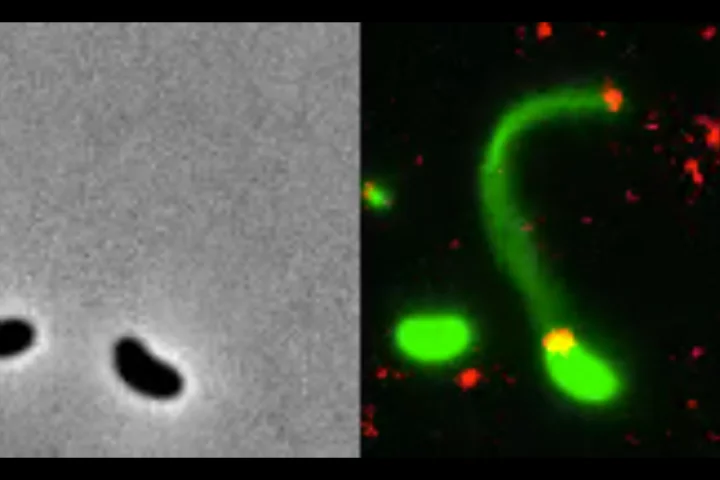 Fluorescent dyes (right) have allowed researchers to directly observe how bacteria (green) send out harpoon-like appendages called pili to latch onto DNA fragments (red), compared to no dyes (left)