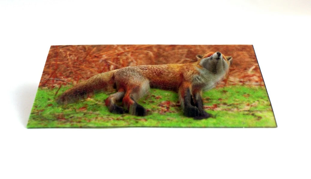 BumpyPhoto of a fox