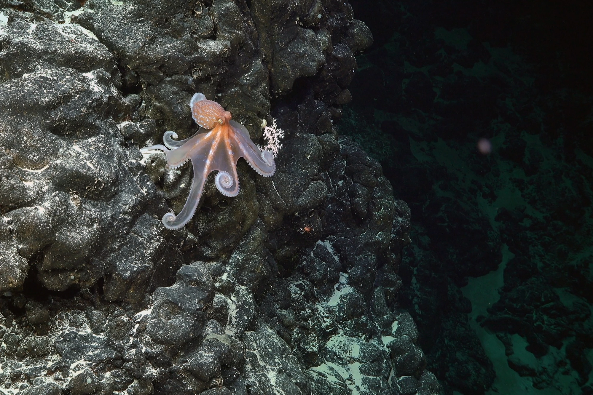 An octopus sighted on an unexplored and unnamed seamount located within the national jurisdiction of Chile, east of Motu Motiro Hiva, an uninhabited island along the Salas y Gómez Ridge