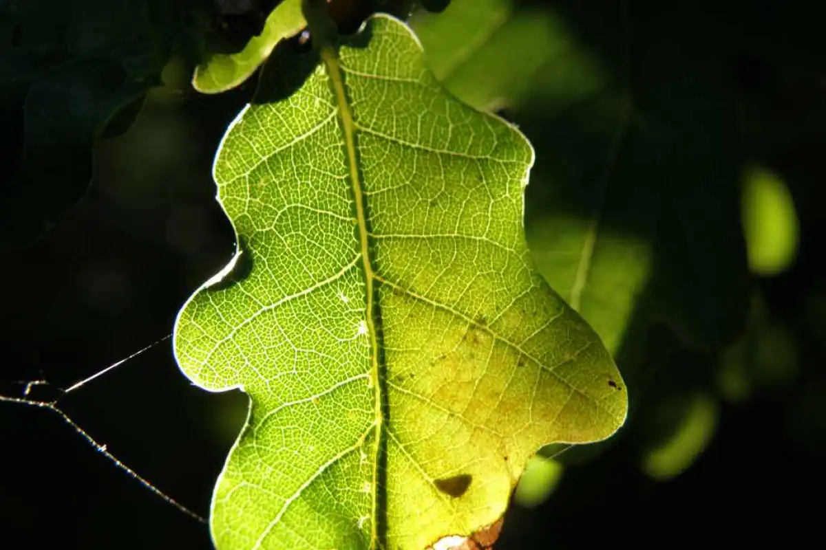 Scientists make a proof-of-concept battery from a carbonized oak leaf