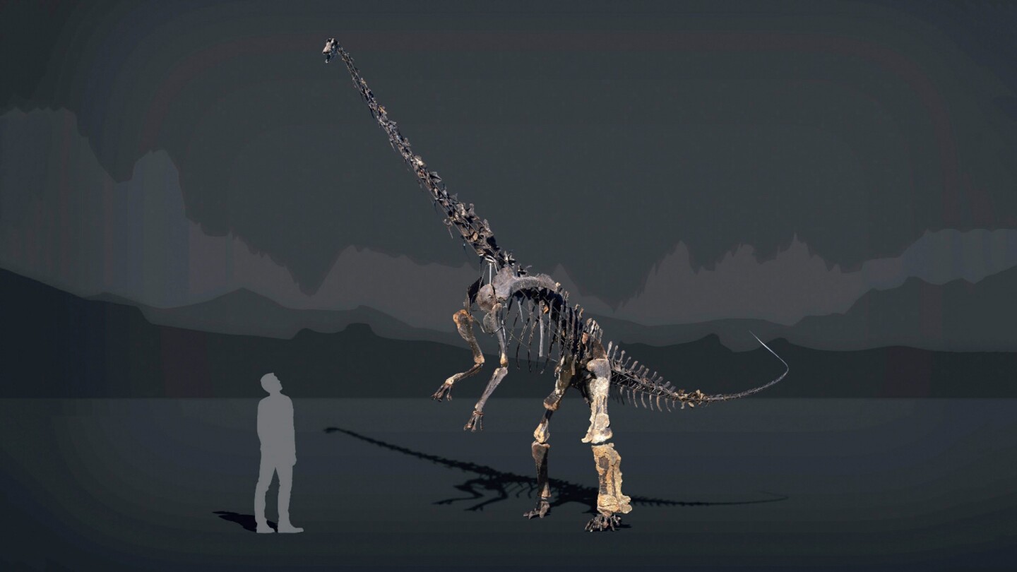Skinny the Diplodocus in comparison to a human