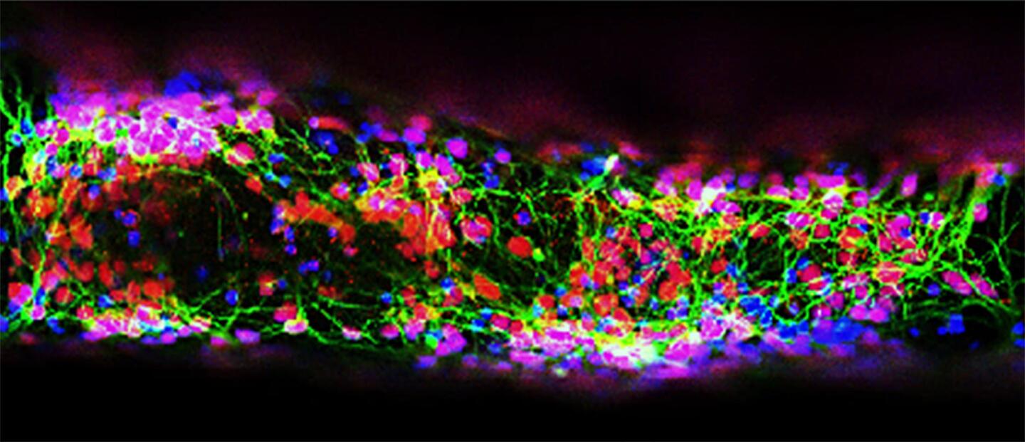 A stained-color image that shows the living cells that survived the 3D printing process