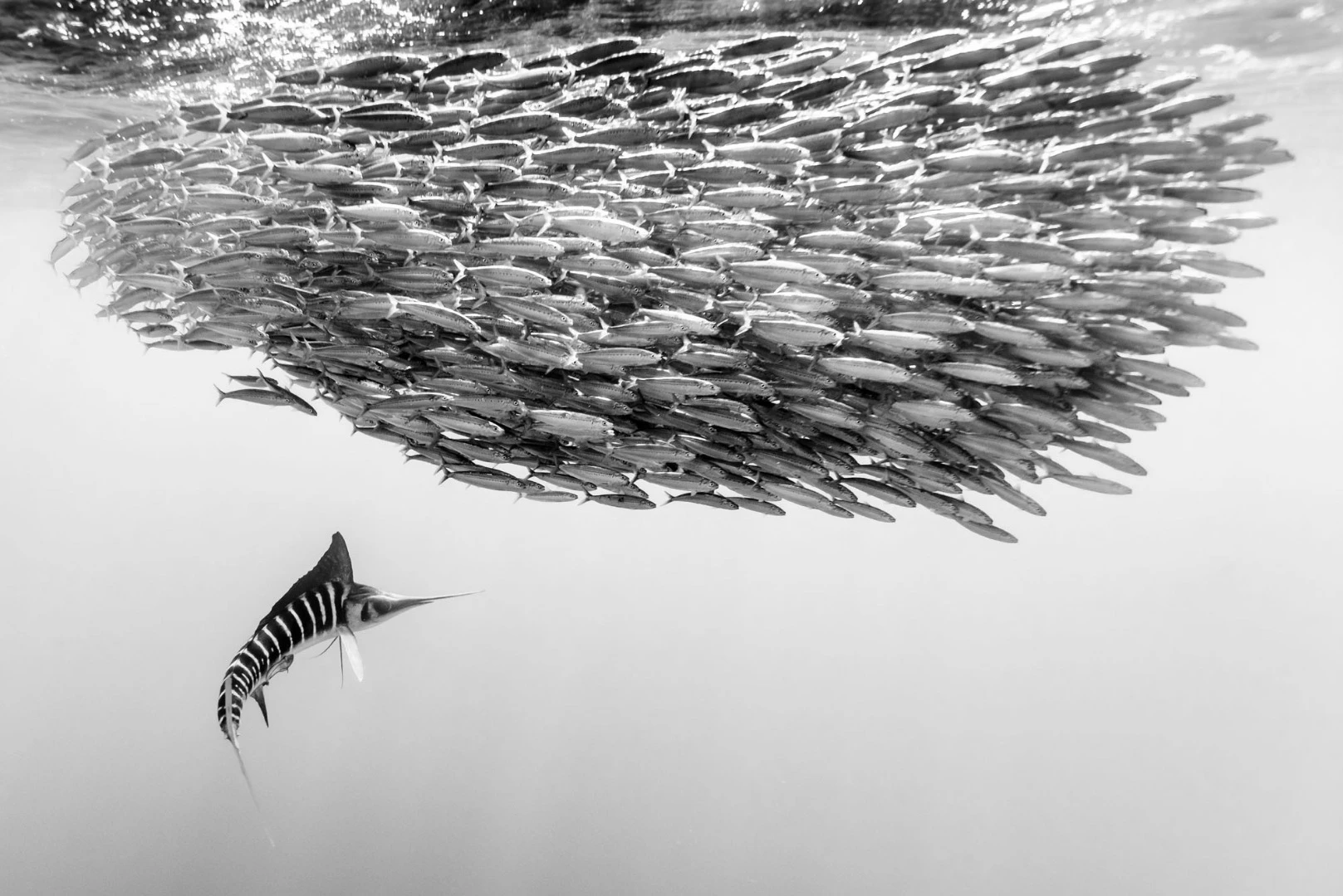 México, Baja California Sur, Bahia Magdalena. A striped marlin hunting a school of mackerel some 40 miles off the coast of San Carlos
