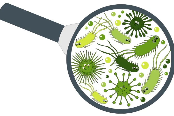 A study has found most gut microbe populations returned to normal within around 1.5 months after taking antibiotics, however several common, and beneficial, bacteria were still missing up to six months later