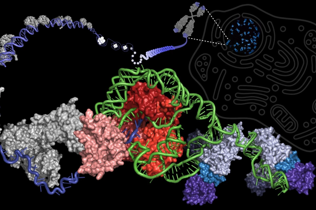 Supercharging the enzyme telomerase could help stave off aging