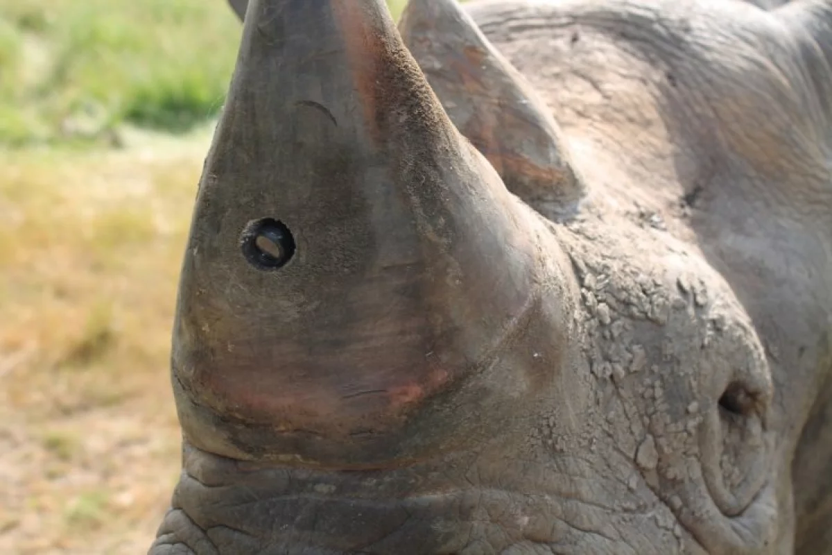A rhino sporting one of the RAPID Cameras