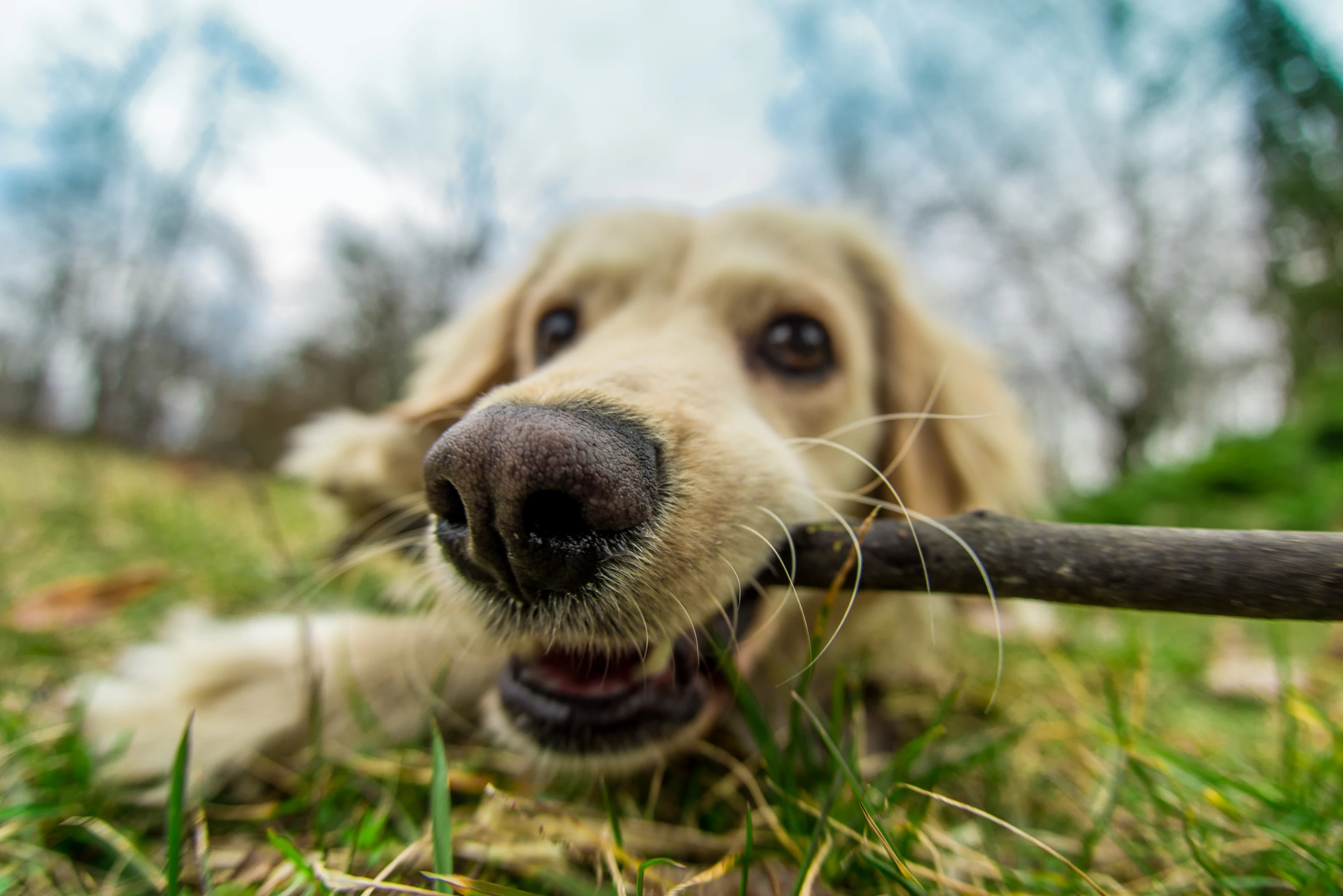 A new study has revealed that dogs can sense radiant heat using their noses