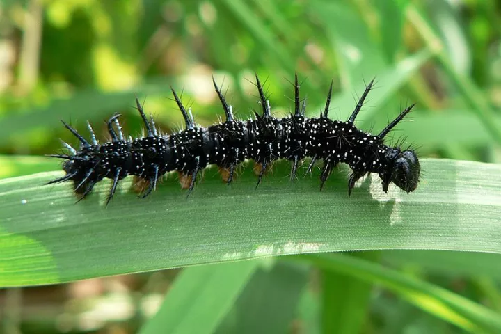 Caterpillars' "gut-sliding" method of locomotion could be applied to soft-bodied robots (Photo: Patrick Clenet)