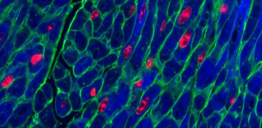 New heart cells begin to appear in mice treated with the gene therapy