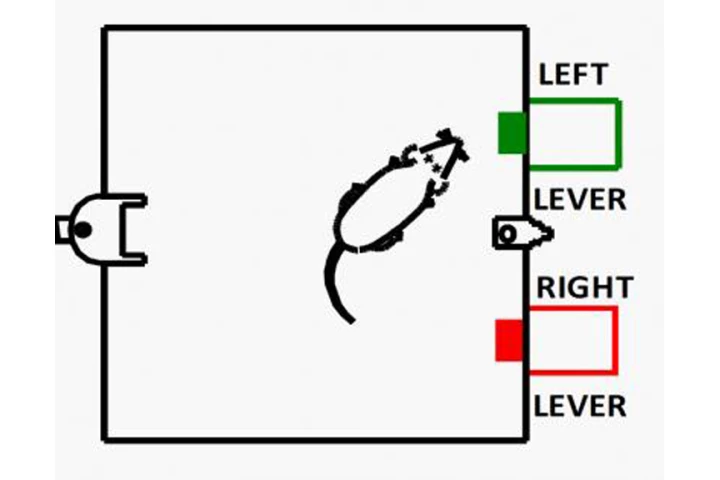 By duplicating the interaction between divisions in the brain responsible for long-term memory, scientists were able to restore and enhance long-term memory capability in drugged rats (Image: USC Viterbi School of Engineering)