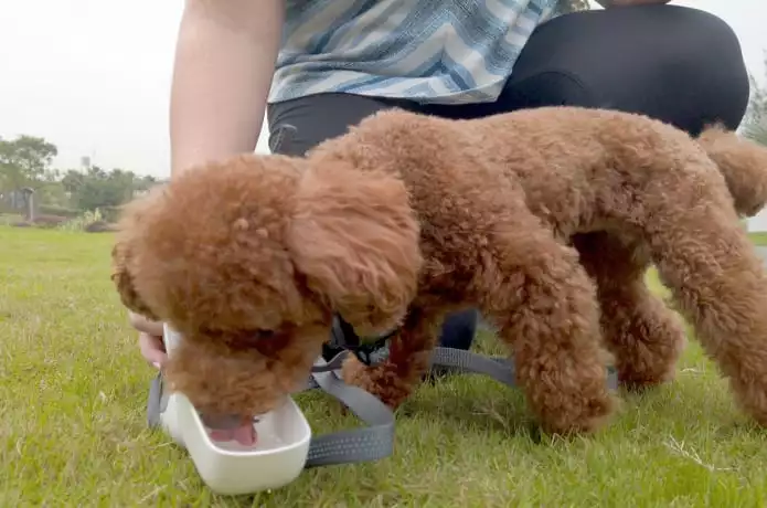 The GoGoLeash's water bowl in use
