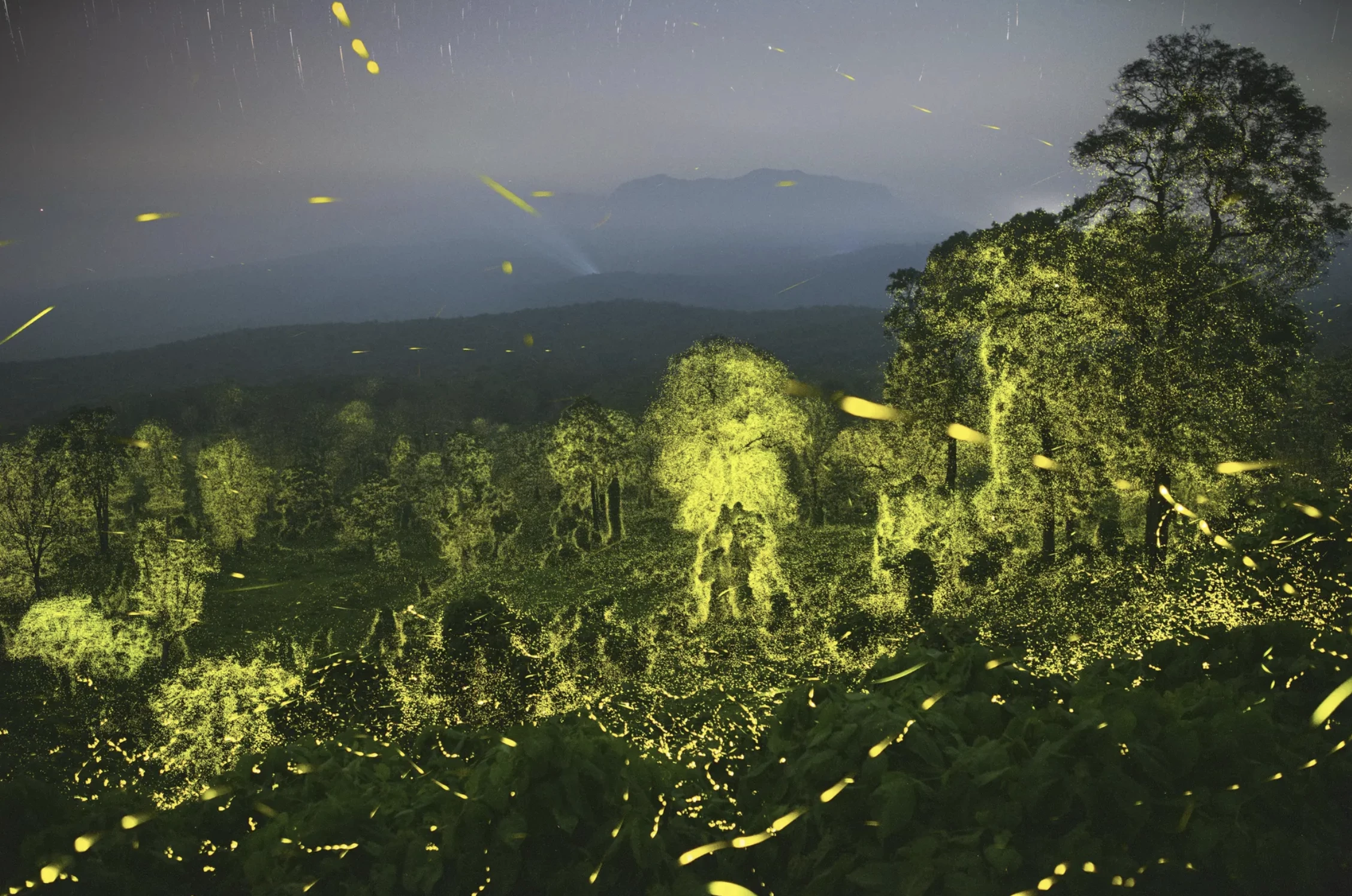 'Lights fantastic', Sriram Murali (India) – Behaviour: Invertebrates winner. Canon 6D + 24mm f1.4 lens; 19 sec at f2; multiple exposures; ISO 6400; cable release; Manfrotto tripod