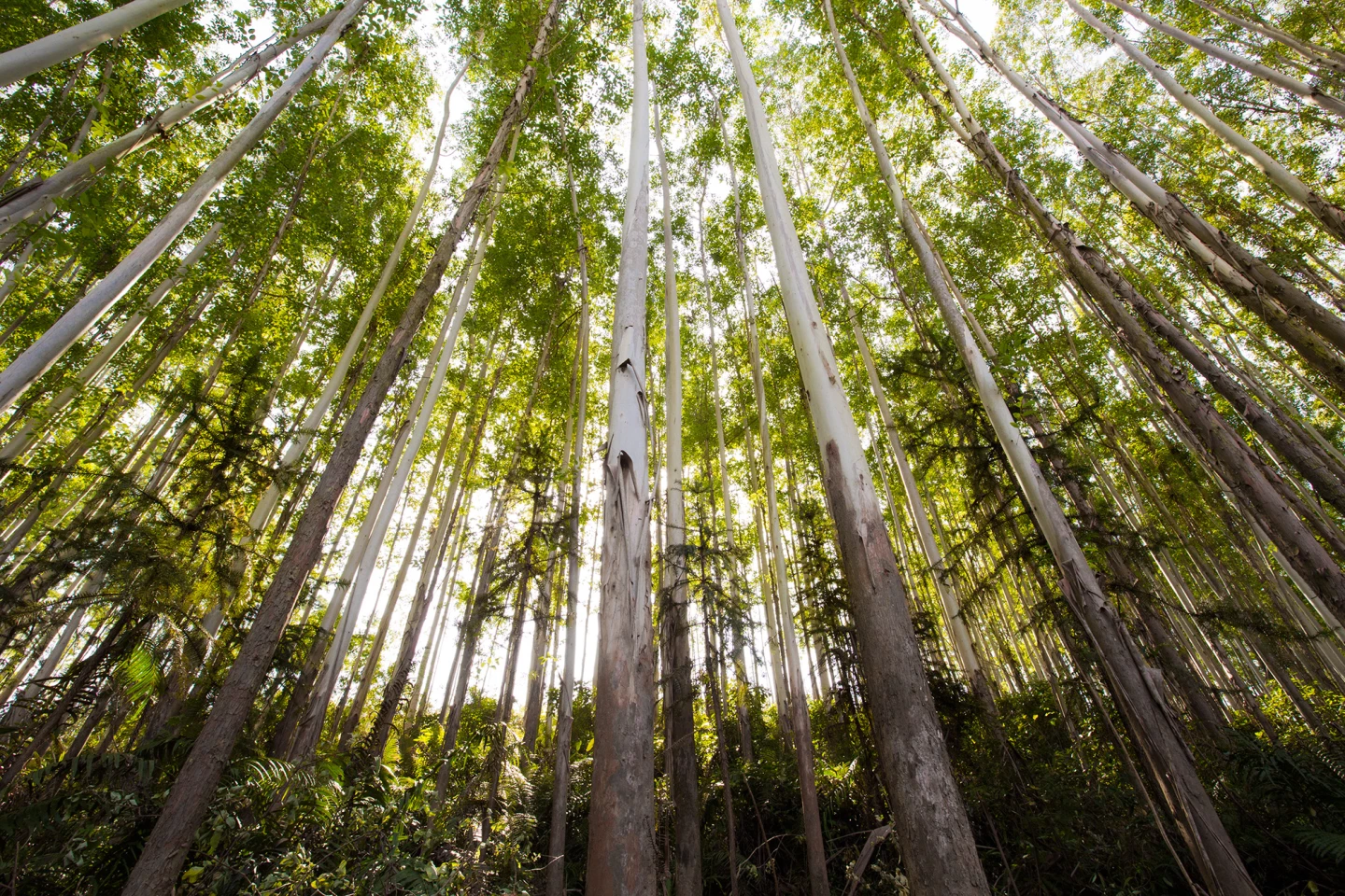 Stora Enso says that it's one of the largest private forest owners in the world, offering a