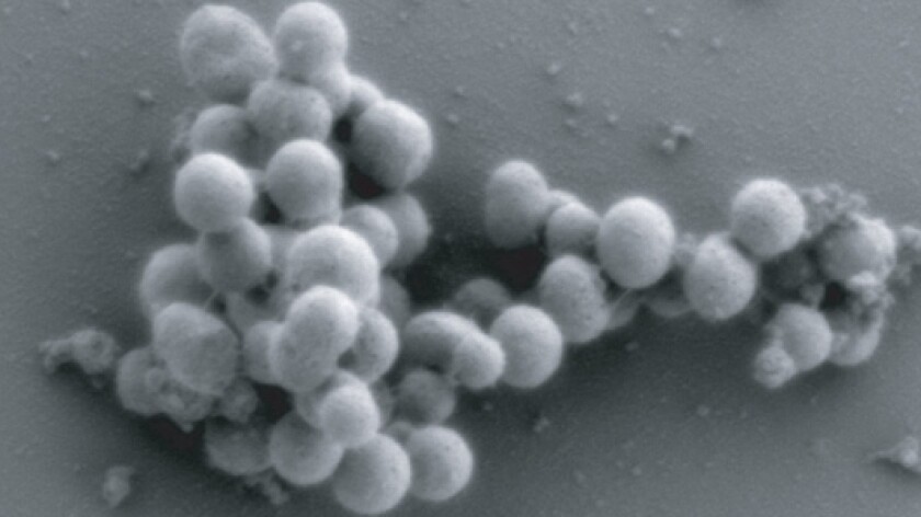 First truly synthetic organism created