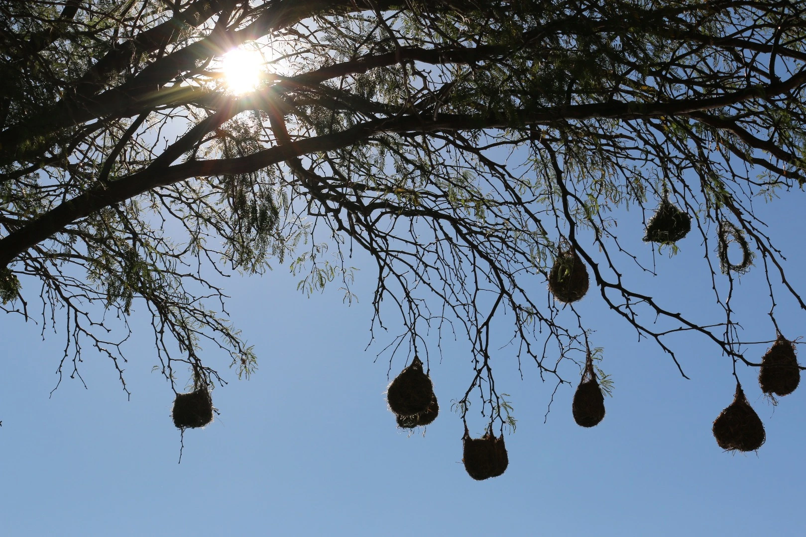 The treehouses draw design cues from the nest of the Weaver bird