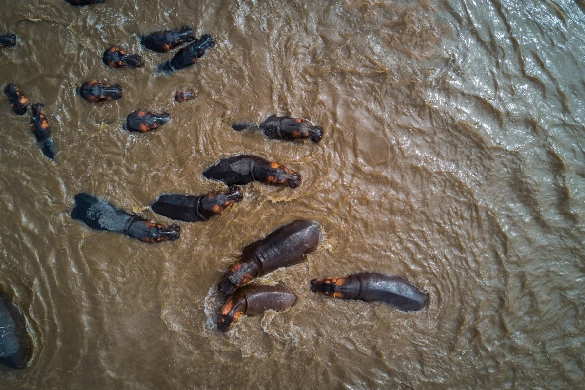 Hippos move through the waters of Tanzania