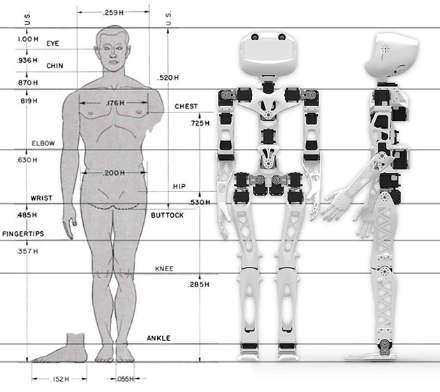 Blueprints show that Poppy's structure more closely matches up to a person than to robots of a similar size (Image: Inria / H. Raguet)