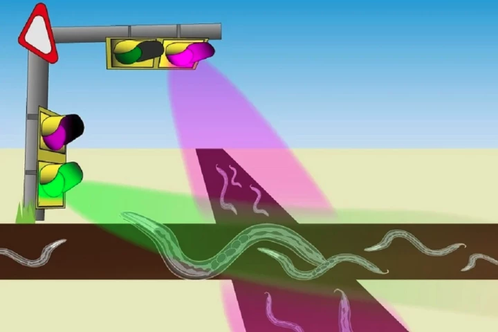 An artist's impression of worms engineered to move under green light and stop under ultraviolet light