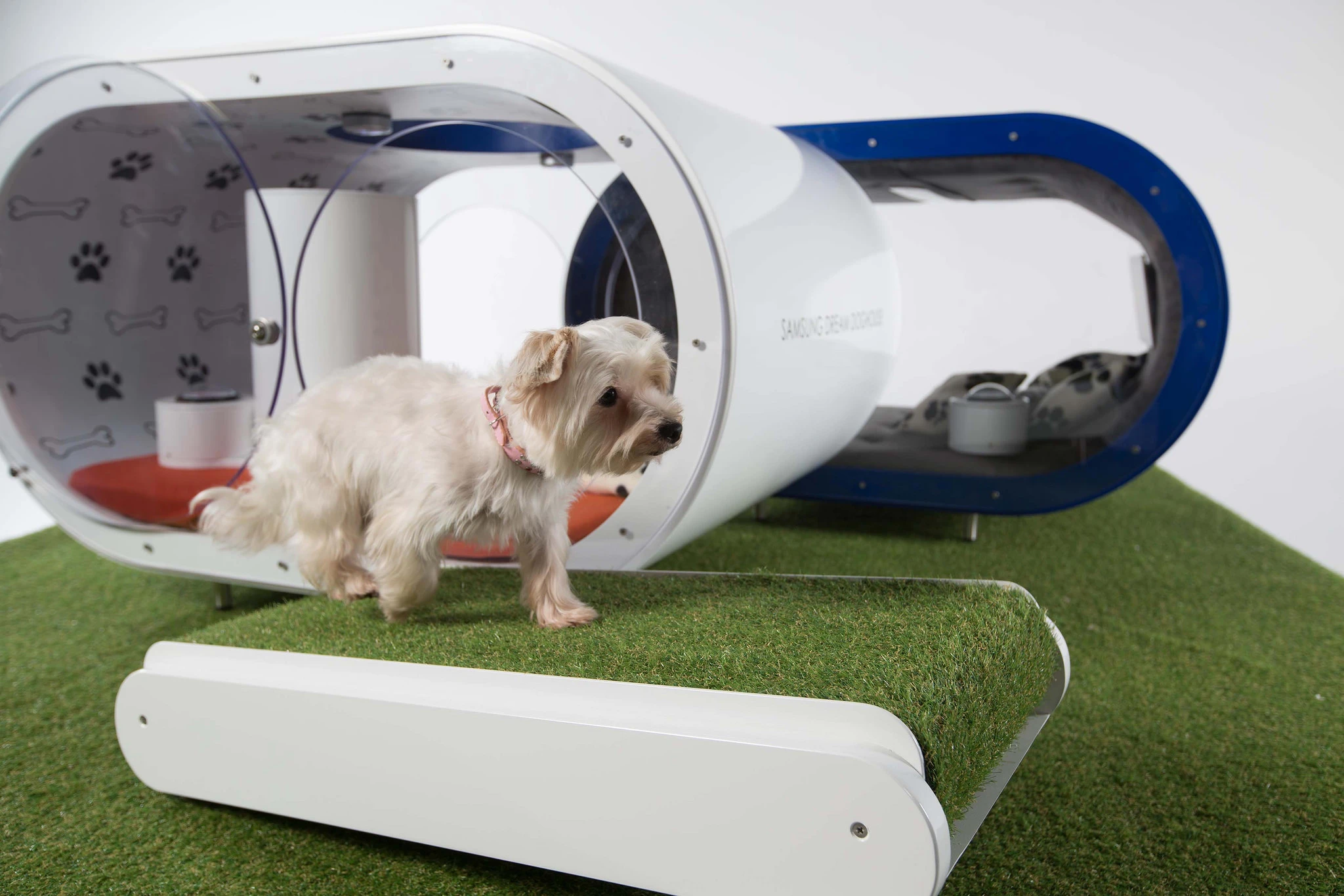 An astro-turfed treadmill to keep the dog in shape