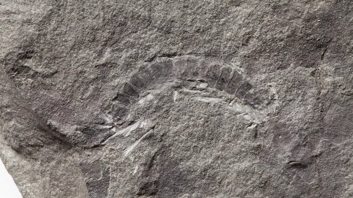 The fossil millipede Kampecaris obanensis was found to be 425 million years old